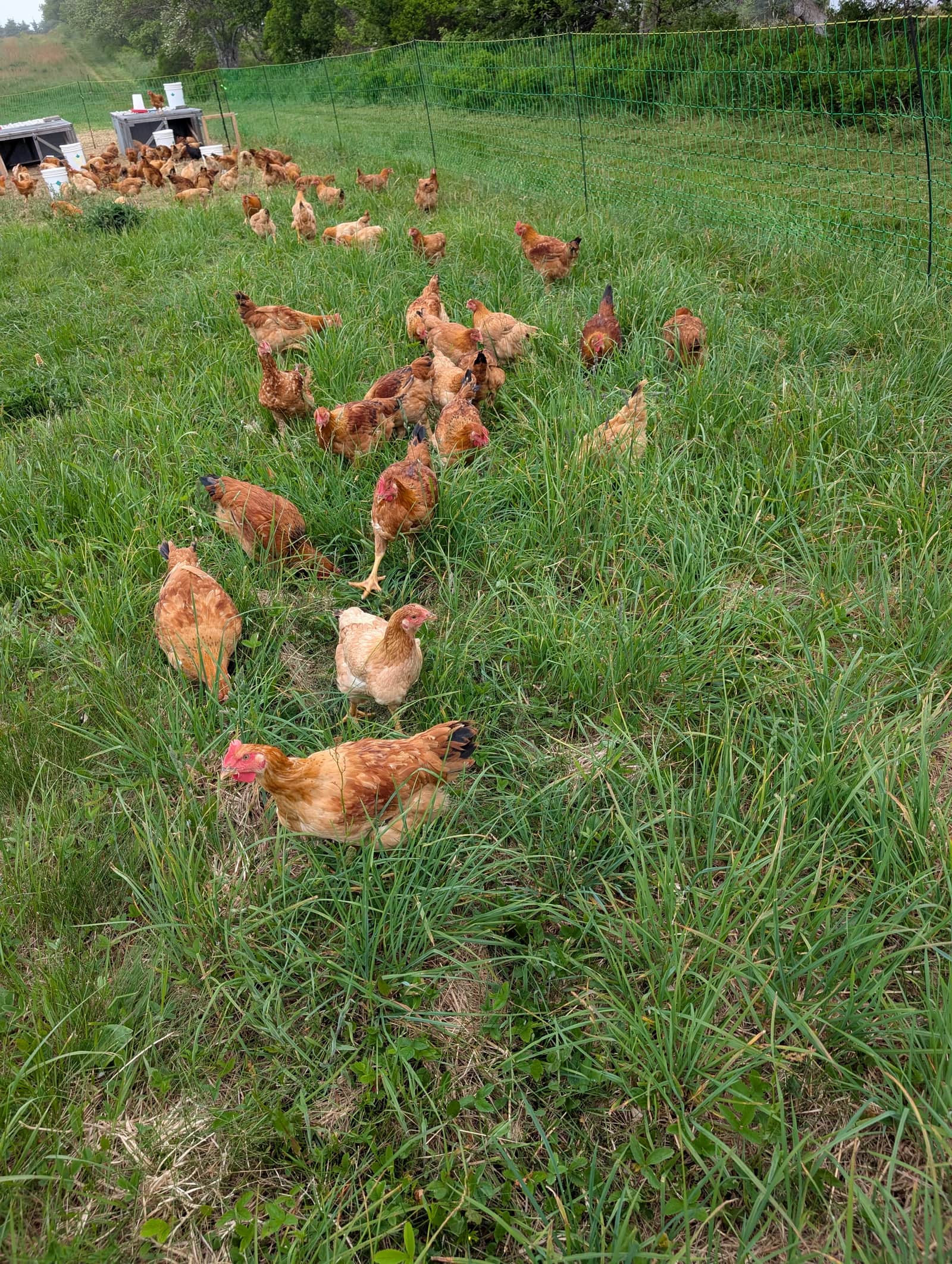 Pastured chickens on farm